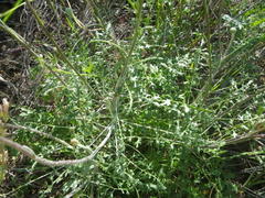 Bolandia pinnatifida