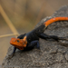 Finch’s Agama - Photo (c) Yvonne A. de Jong, some rights reserved (CC BY-NC-SA), uploaded by Yvonne A. de Jong