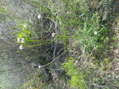 Bolandia pinnatifida