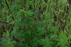 Lupinus elegans
