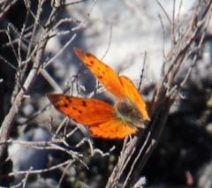 Chrysoritis chrysaor