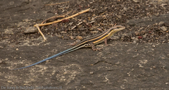 Trachylepis quinquetaeniata
