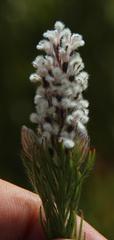 Spatalla mollis
