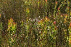 Spatalla mollis