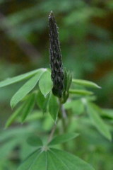 Lupinus elegans