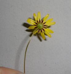 Euryops ericoides