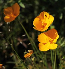 Eschscholzia lobbii