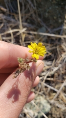 Lagophylla glandulosa
