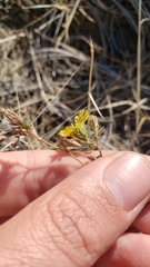 Lagophylla glandulosa