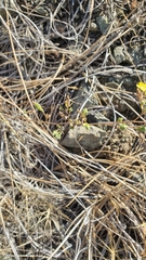 Lagophylla glandulosa