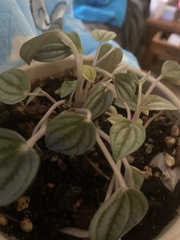 Peperomia caperata
