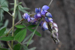 Lupinus elegans