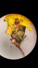 Lagophylla glandulosa