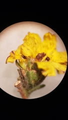 Lagophylla glandulosa