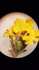 Lagophylla glandulosa