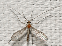 Macrocera inconcinna