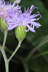 Vernonanthura squamulosa