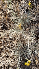 Ericameria nauseosa speciosa