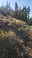 Ericameria nauseosa speciosa