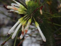 Erica thomae thomae