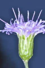 Vernonanthura squamulosa