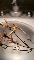 Ericameria nauseosa speciosa