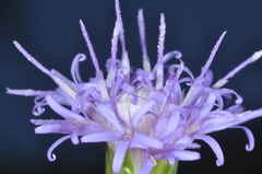 Vernonanthura squamulosa