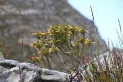Erica thomae thomae
