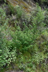 Lupinus elegans