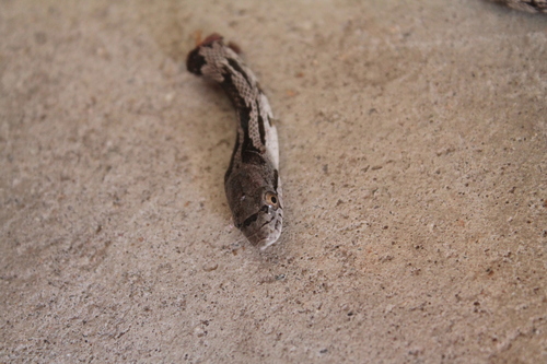 Central Ratsnake photographed in Connecticut
