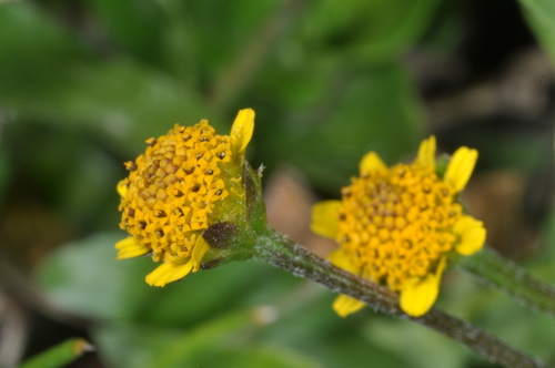 Image of Acmella oppositifolia by (c) aacocucci, some rights reserved (CC BY)