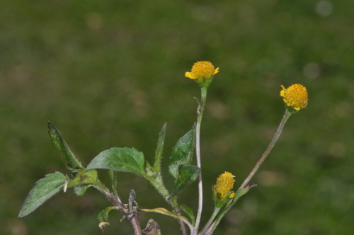 Image of Acmella oppositifolia by (c) aacocucci, some rights reserved (CC BY)