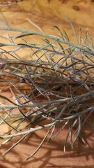 Ericameria nauseosa speciosa