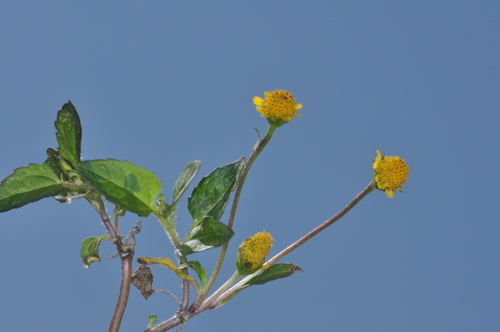Image of Acmella oppositifolia by (c) aacocucci, some rights reserved (CC BY)