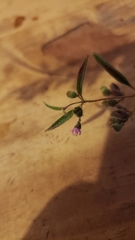 Trichostema simulatum