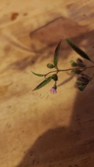 Trichostema simulatum