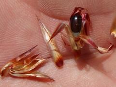 Hypodiscus argenteus