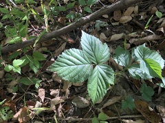 Rubus aboriginum