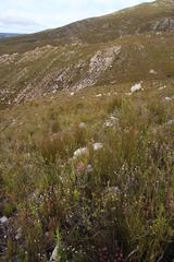 Hypodiscus argenteus