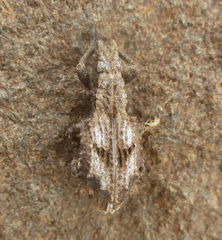 Microcerus