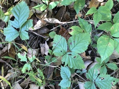 Rubus aboriginum