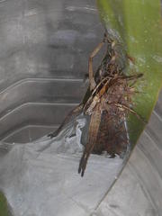 Pseudomicrommata longipes