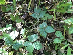 Rubus aboriginum