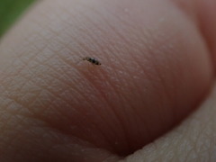 Entomobrya triangularis