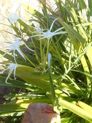 Pseudomicrommata longipes