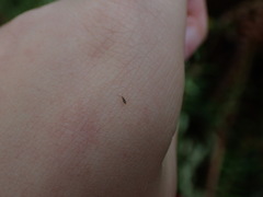 Entomobrya triangularis