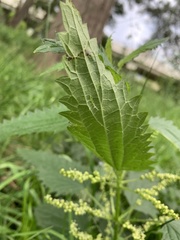 Urtica incisa
