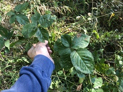Rubus aboriginum
