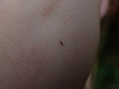 Entomobrya triangularis
