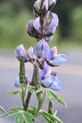 Lupinus elegans